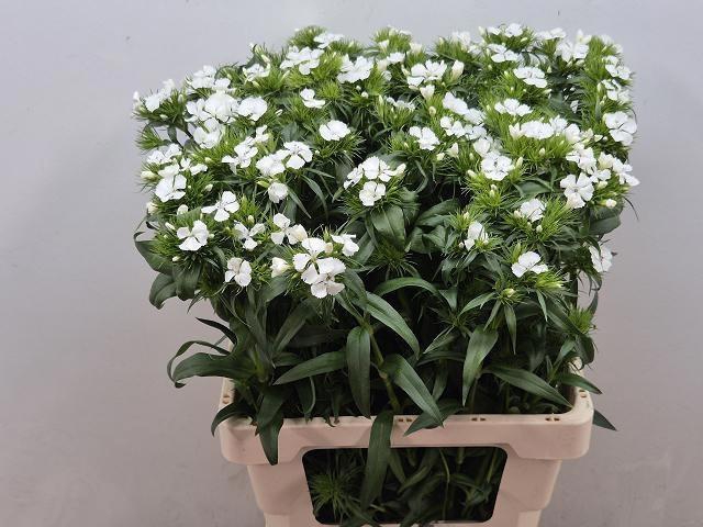 <h4>DI BARB BAR WHITE</h4>