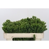 Kaaps Groen Albigreen