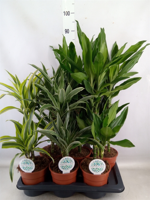 <h4>Dracaena fr de   ...</h4>