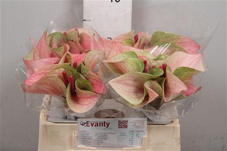 <h4>Anth A Summer Love 40 L35</h4>