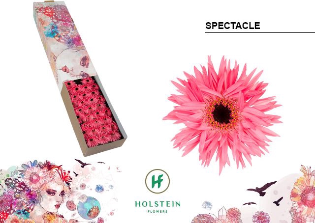 <h4>Germini Spider Spectacle Half doos</h4>