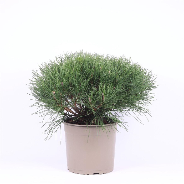 <h4>Pinus Mugo Pumilio</h4>