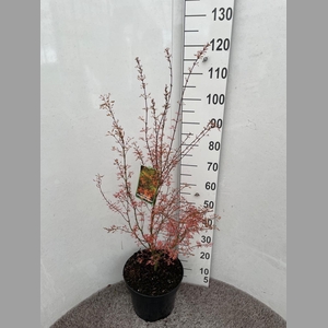 ACER PA WILSON'S DWA