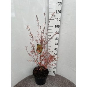 ACER PA WILSON'S DWA