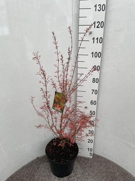 <h4>ACER PA WILSON'S DWA</h4>