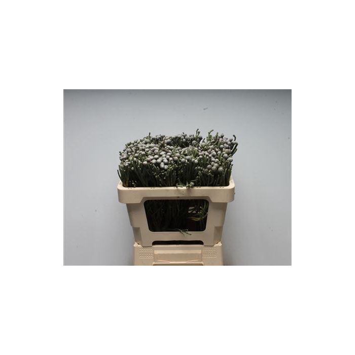 <h4>Kaaps Brunia Silver</h4>