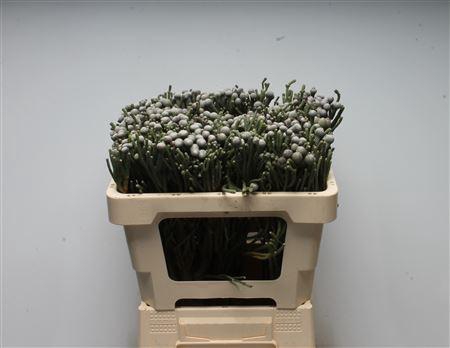 <h4>KAAPS BRUNIA SILVER</h4>