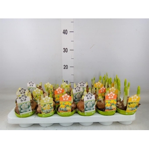 Narcissus   ...mix