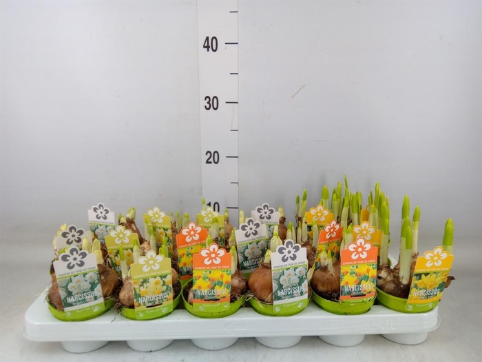 <h4>Narcissus   ...mix</h4>