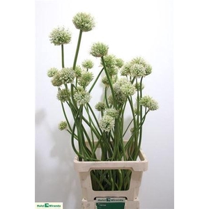 ALLIUM MOUNT EVEREST