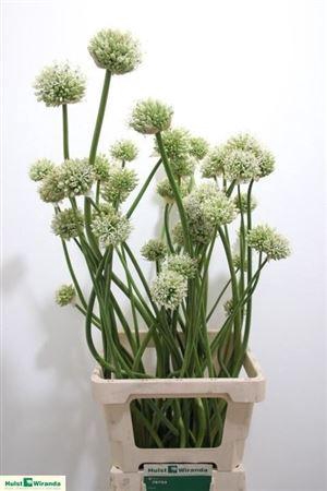 <h4>ALLIUM MOUNT EVEREST</h4>