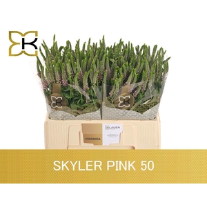 VERON L SKYLER PINK