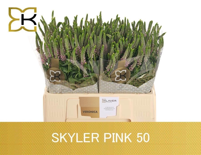 Veron L Skyler Pink