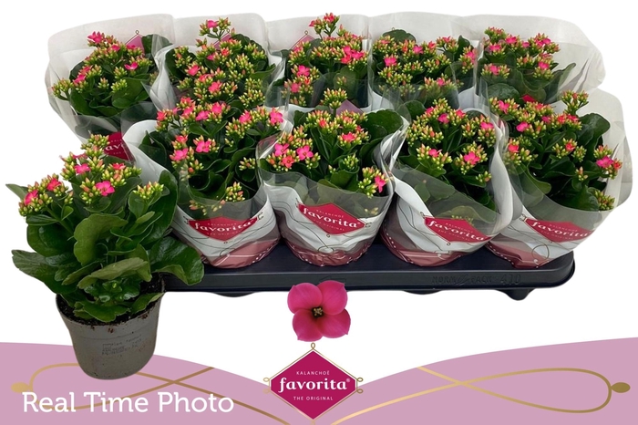 <h4>KAL EN BEL ROSA PINK</h4>