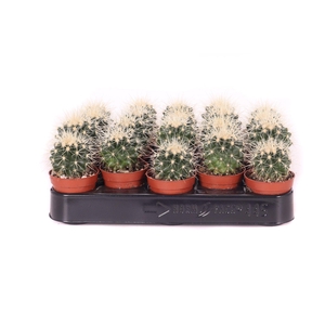 Echinocactus grusonii 5,5 cm