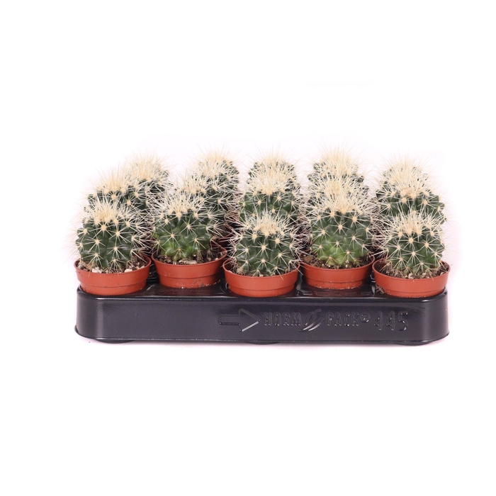 <h4>Echinocactus grusonii 5,5 cm</h4>