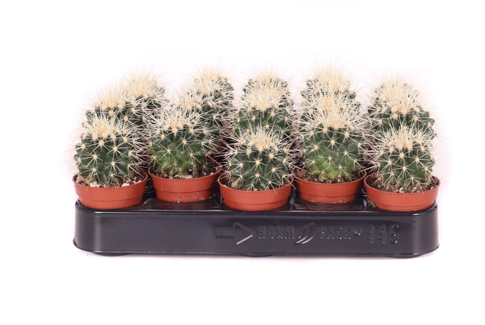 <h4>Echinocactus grusonii 5,5 cm</h4>