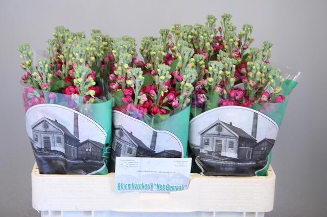 <h4>MATTH FRANCESCA</h4>