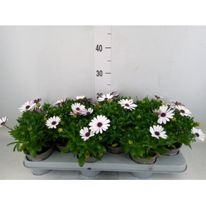 Osteospermum  'Margarita White'