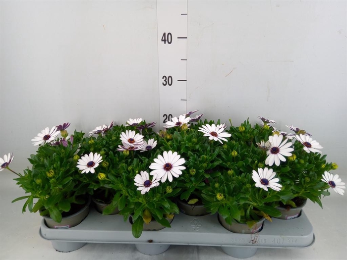 <h4>Osteospermum  'Margarita White'</h4>