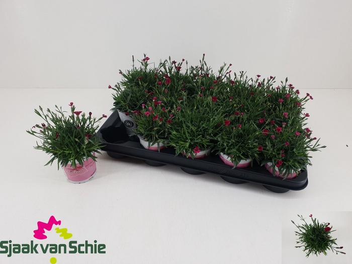 <h4>DIAN GRA PIL BER RED</h4>