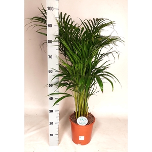 DYPSIS LUTESCENS