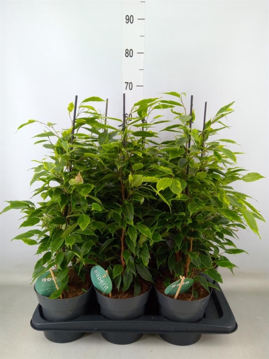 <h4>Ficus benja. 'Anastasia'</h4>