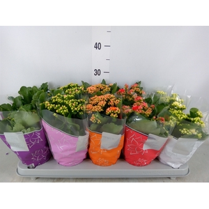 Kalanchoe blos. 'Perfecta'  ..mix 5