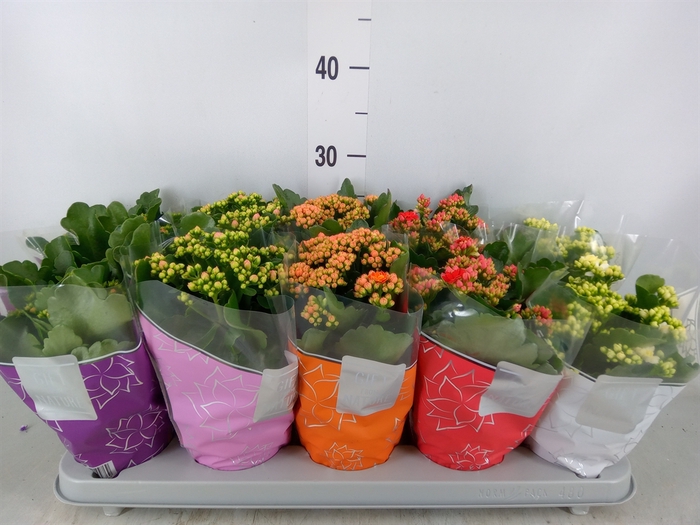 <h4>Kalanchoe blos. 'Perfecta'  ..mix 5</h4>