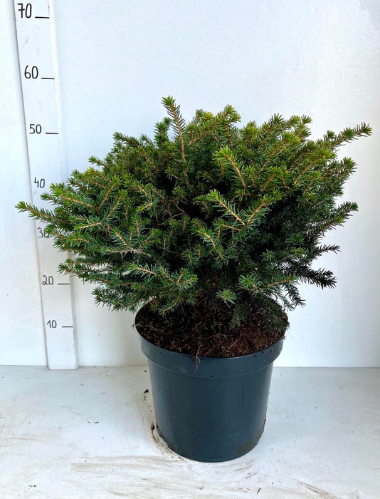 <h4>PICEA OMORIKA KAREL</h4>