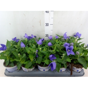 Platycodon grand. 'Pop Star Blue'