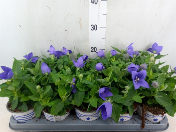 <h4>Platycodon grand. 'Pop Star Blue'</h4>