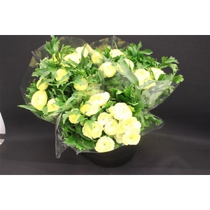 Ran Moderna Limoncello