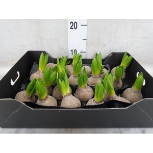 Hyacinthus orie.   ...waxed H%