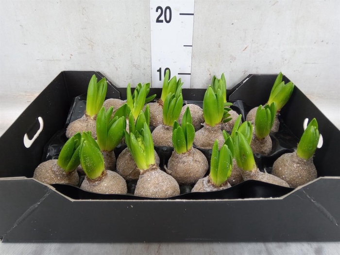 <h4>Hyacinthus orie.   ...waxed H%</h4>