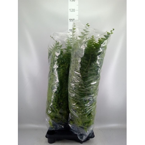 Nephrolepis   ...