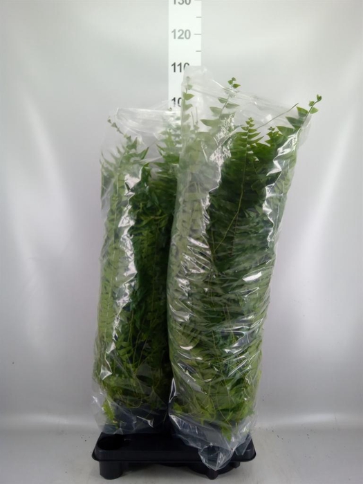 <h4>Nephrolepis   ...</h4>