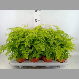 Adiantum raddi. 'Fragrans'