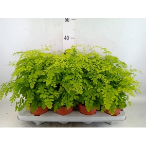 Adiantum raddi. 'Fragrans'