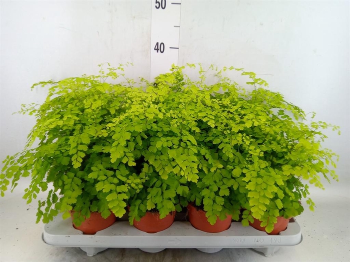 <h4>Adiantum raddi. 'Fragrans'</h4>