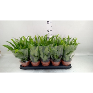 Asplenium antiquum