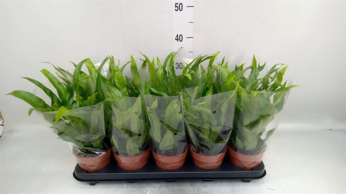 <h4>Asplenium antiquum</h4>