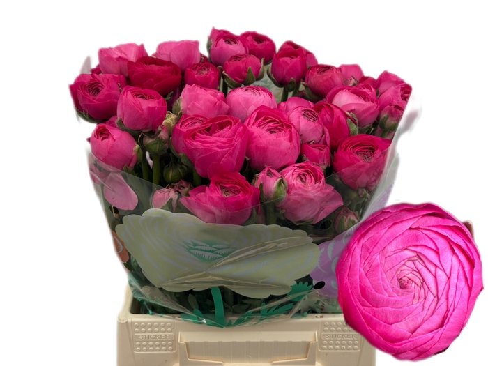 <h4>RAN THOM BONBON</h4>