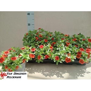 !! PROMO !! CALIBRACHOA ORANGE P12