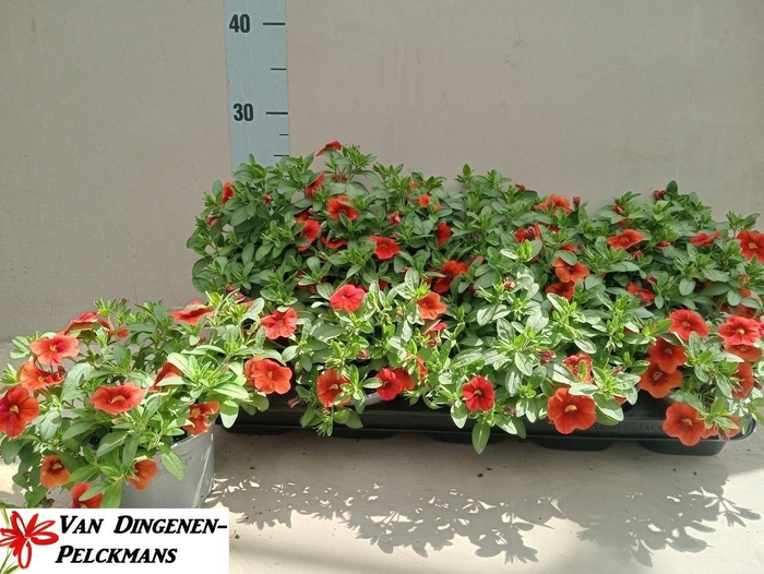 <h4>!! PROMO !! CALIBRACHOA ORANGE P12</h4>