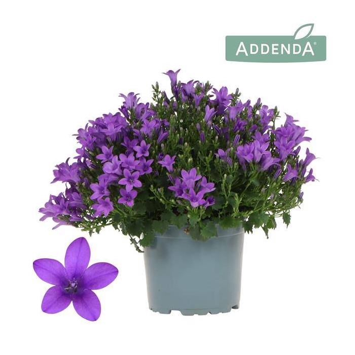 <h4>Campanula Ambella Intense purple</h4>