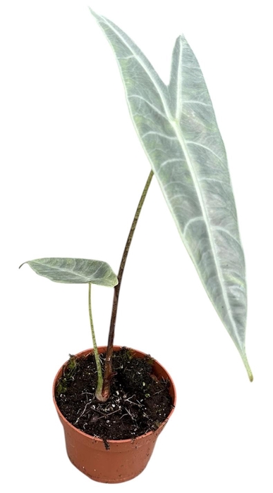 <h4>Alocasia Longiloba Silver</h4>