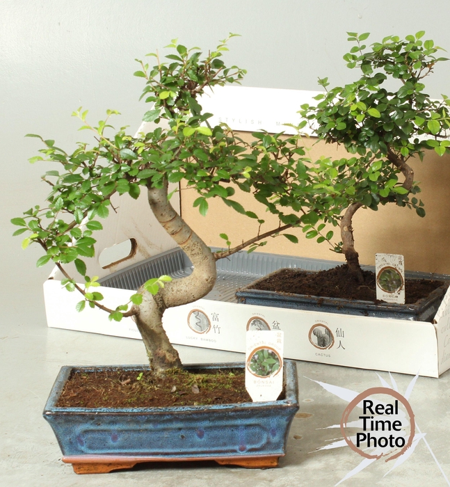<h4>BONSAI GEM</h4>