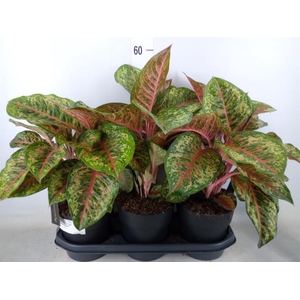 Aglaonema   ...