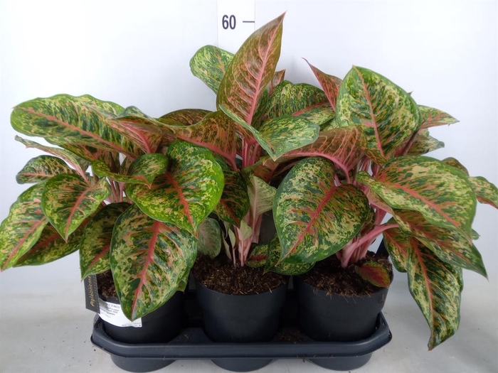 <h4>Aglaonema   ...</h4>